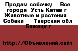 Продам собачку  - Все города, Усть-Катав г. Животные и растения » Собаки   . Тверская обл.,Бежецк г.